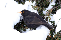 Turdus merula