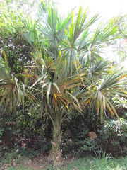 Sabal mauritiiformis