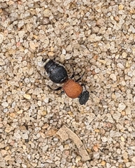 Eurymutilla strigosa