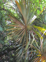 Sabal mauritiiformis