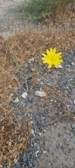 Launaea mucronata