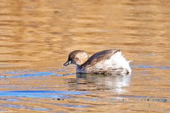 Tachybaptus ruficollis