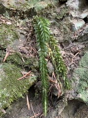 Phlegmariurus fordii