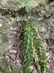 Phlegmariurus fordii