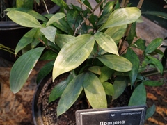 Dracaena surculosa