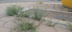 Oligomeris linifolia
