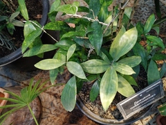Dracaena surculosa