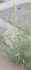 Oligomeris linifolia
