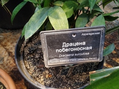 Dracaena surculosa