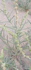 Oligomeris linifolia