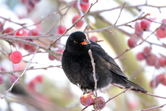 Turdus merula