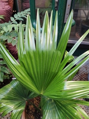 Saribus rotundifolius