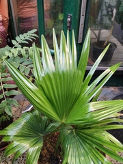 Saribus rotundifolius