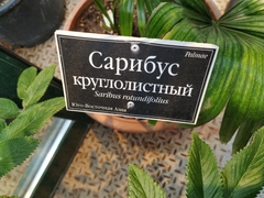 Saribus rotundifolius