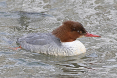 Mergus merganser