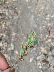 Pseudotsuga wilsoniana