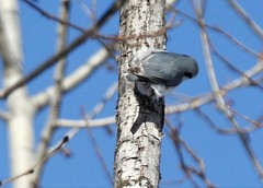 Sitta europaea albifrons