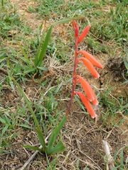 Watsonia aletroides
