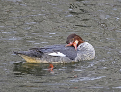 Mergus merganser
