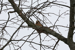 Coccothraustes coccothraustes