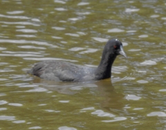 Fulica atra australis