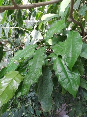 Olmediella betschleriana