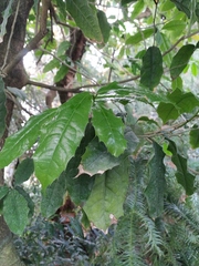 Olmediella betschleriana