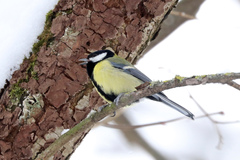 Parus major
