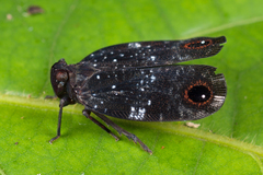 Aluma ocellata