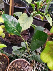 Ficus benghalensis krishnae