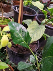 Ficus benghalensis krishnae