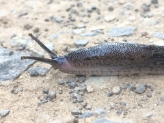 Urocyclus kirkii