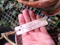 Ficus benghalensis krishnae