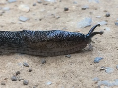 Urocyclus kirkii