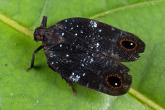 Aluma ocellata