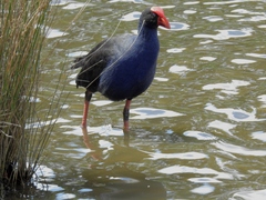 Porphyrio melanotus melanotus