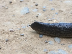 Urocyclus kirkii