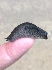 Urocyclus kirkii