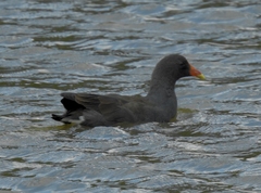 Gallinula tenebrosa