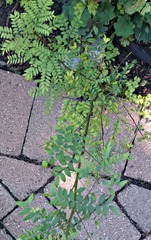 Gleditsia triacanthos