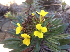 Erysimum menziesii