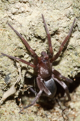 Hypodrassodes maoricus