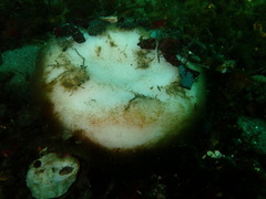 Stelletta clarella