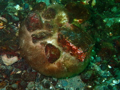 Stelletta clarella