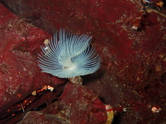 Protula pacifica