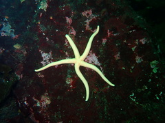 Henricia leviuscula