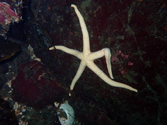 Henricia leviuscula