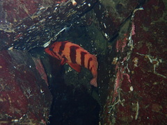 Sebastes nigrocinctus