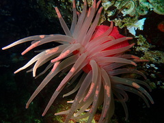 Cribrinopsis rubens