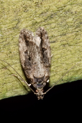 Izatha caustopa